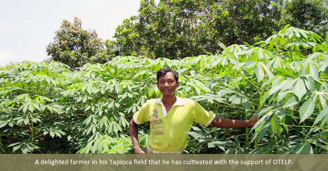 A delighted farmer in his  Tapioca  field that he has cultivated with the support of OTELP