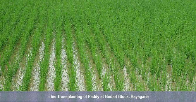 SRI cultivation promoted by OTELP