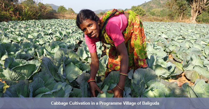 OTELP introduced vegetable cultivation for the first time in many tribal villages. One of the OTELP supported farmers in his cabbage field