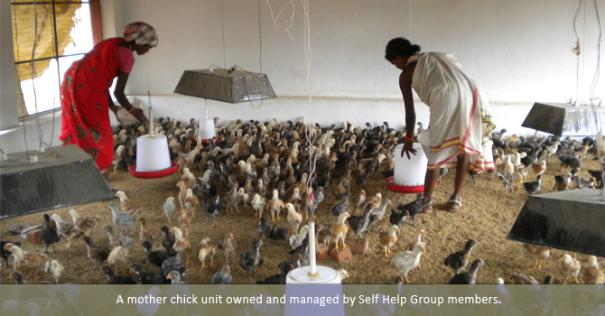 A mother chick unit owned and managed by Self Help Group members